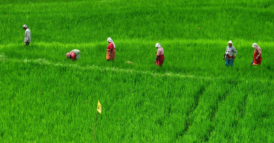 14.ago.2015 - Agricultores trabalham em um campo de arroz na aldeia de Khokana, na periferia de Katmandu, no Nepal