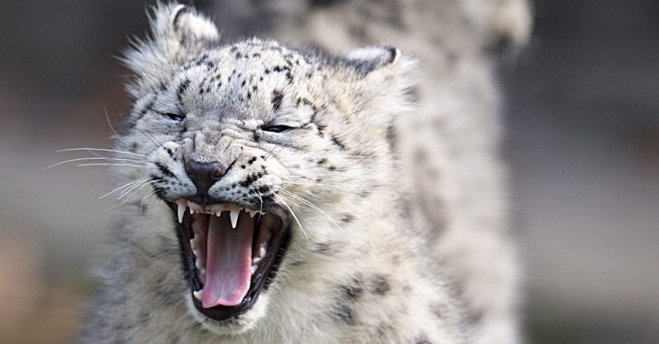 14.out.2015 - Leopardo-das-neves reage em sua jaula, no zoológico da Basileia, na Suíça