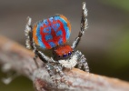 Clique Ciência: Por que há animais tão coloridos e outros discretos? - Jurgen Otto/Handout via Reuters