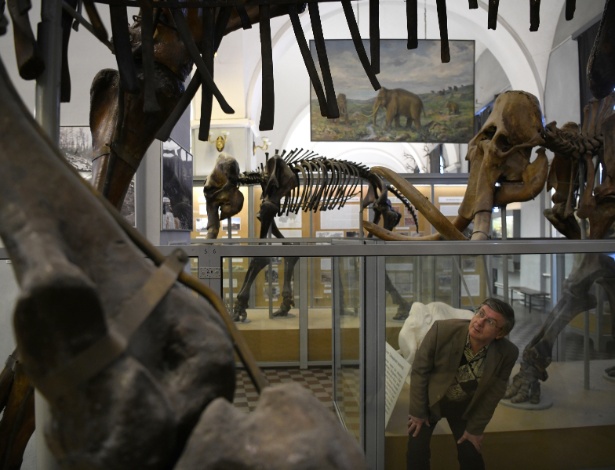 Alexei Tikhonov, diretor do Museu de Zoologia, entre os mamutes do museu de São Petersburgo, Rússia - James Hill/NYT