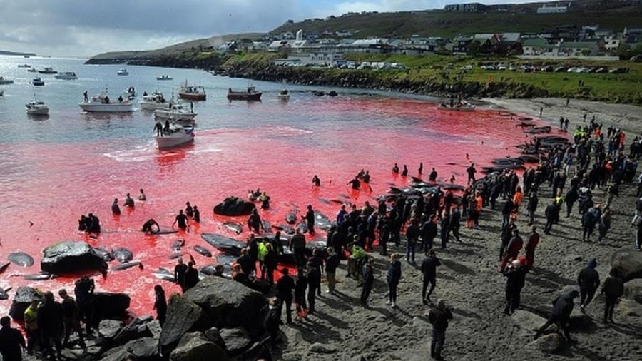 Caça de golfinhos e baleias, como a desta foto em Torshavn, em 2019, é organizada pela própria comunidade - Getty Images
