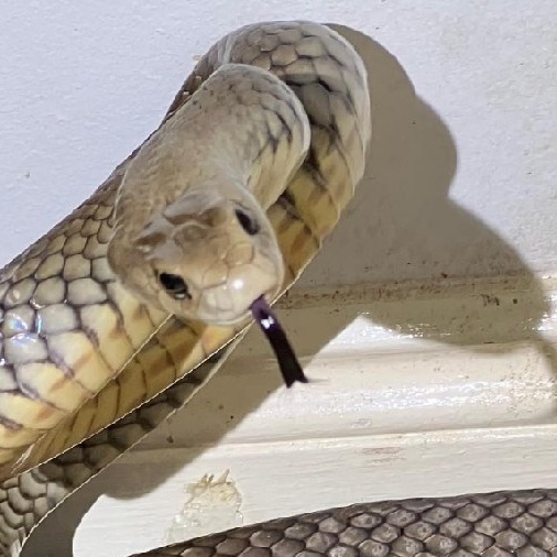 Cobra gigante despenca de teto e provoca terror em restaurante