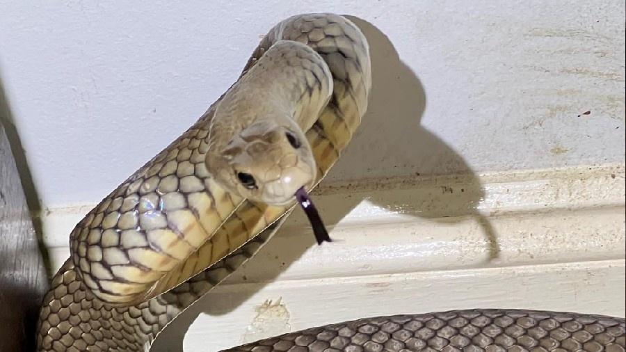 Imagem de cobra marrom encontrada dentro de um gaveta - Divulgação/Brisbane North Catchers and Relocation