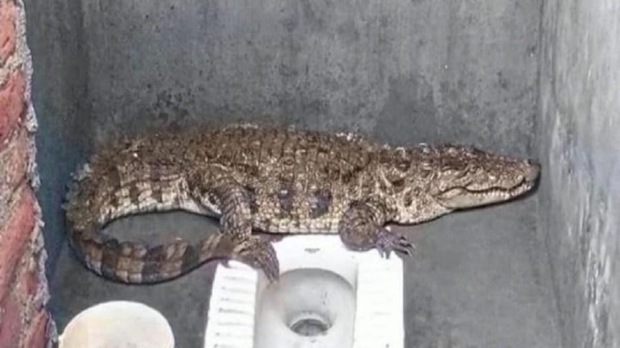 O crocodilo foi flagrado no banheiro pelo dono da casa  - Reprodução/Twitter