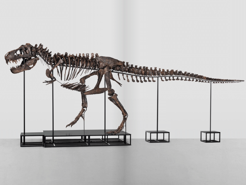 Esqueleto de Tyrannosaurus Editora Alto Astral 