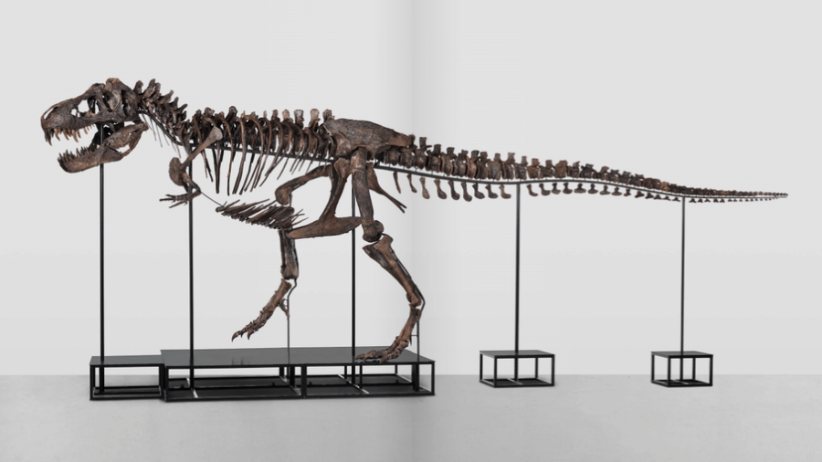 Um esqueleto de Tiranossauro rex, espécie que viveu há 67 milhões de anos, será leiloado em 18 de abril na Suíça. - Divulgação/Koller