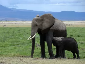 Como humanos, elefantes fazem ritual coletivo de enterro de filhotes