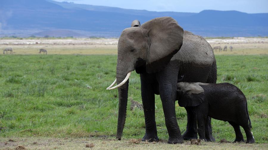 Elefantes serão sacrificados para alimentar população do Zimbábue - Getty Images