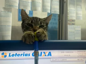 Vidente? Gato é adotado por lotérica e 'escolhe' bilhete premiado em bolão