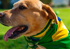 Copa do Mundo: como proteger cães e gatos de estre