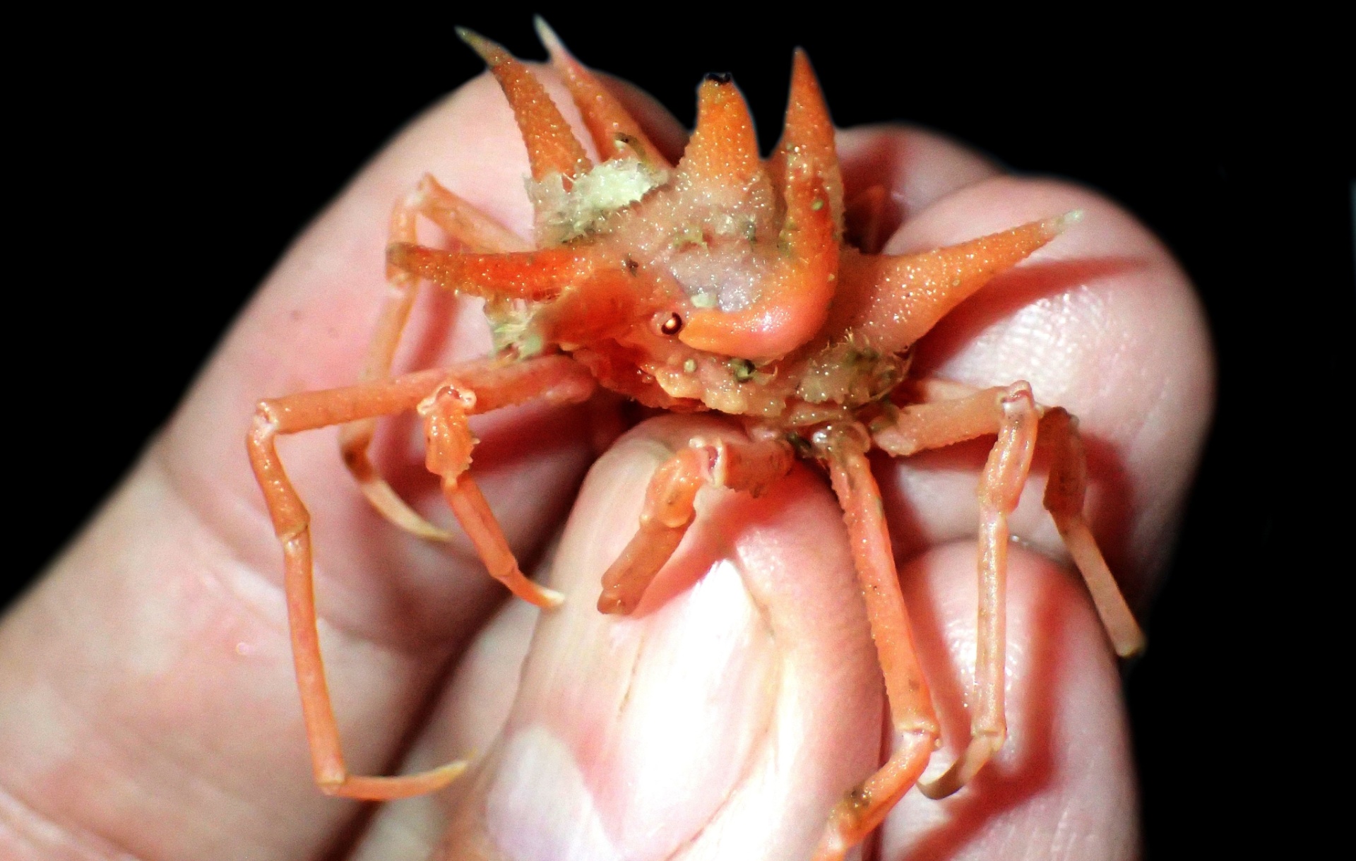 Caranguejo eremita e aranha com orelhas: novas espécies exóticas são ...