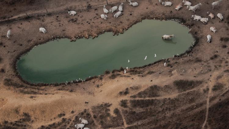 Gado em área desmatada da Amazônia perto de Porto Velho, em Rondônia