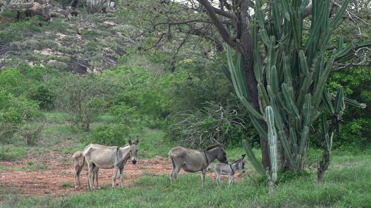 Antes do abate, animais ficam armazenados em áreas de caatinga na Chapada Diamantina - Felix Lima - Felix Lima
