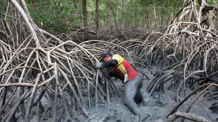  bioma é berçário para vida marinha  