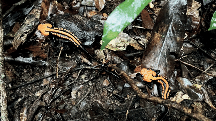 Exemplares da Tylototriton ngoclinhensis foram coletados no chão da floresta, sob árvores podres ou sob musgo, próximo a um pequeno riacho