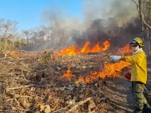 Por que a Amazônia teve o pior mês de fevereiro no histórico de queimadas