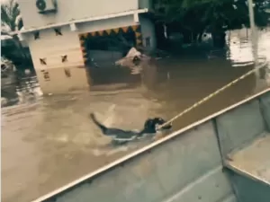 Cachorro é salvo de enchente no RS após ser laçado em resgate; veja vídeo