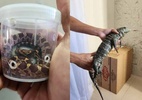 Polícia apreende cobras e lagarto que seriam enviados pelo correio em MG - Divulgação/PCMG