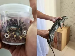 Polícia apreende cobras e lagarto que seriam enviados pelo correio em MG
