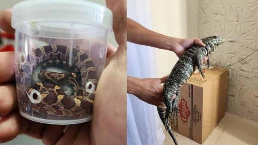 A Polícia Civil de Minas Gerais apreendeu cobras e lagarto que seriam enviados pelos Correios