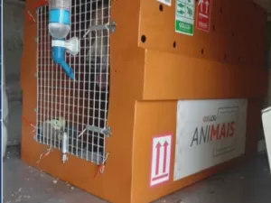 Caso Joca: TV mostra fotos de caixa que transportava cão solta em avião