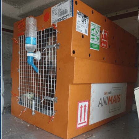 TV mostra imagens inéditas de caixa que transportava cão Joca solta em avião da Gol