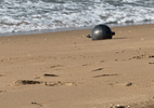 Agência espacial da Austrália aponta origem de 'bolas espaciais' em praias