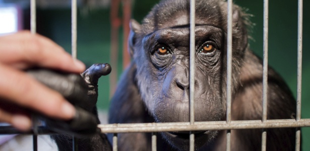 Chimpanzé_2 - Julian Stratenschulte/EFE - Julian Stratenschulte/EFE