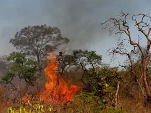 PF investiga causa de incêndio no Parque Nacional de Brasília