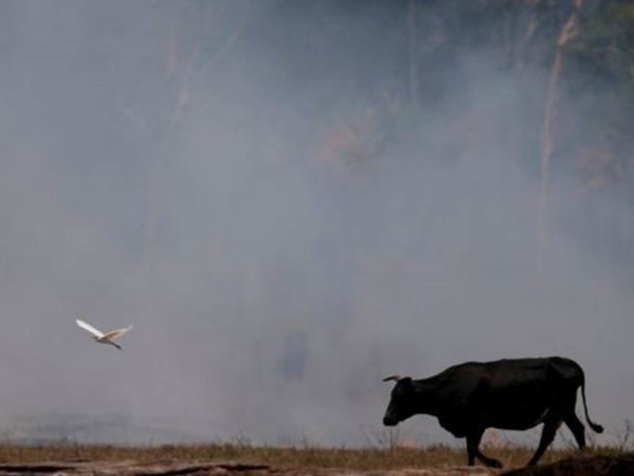 Novas epidemias podem estar associadas ao desmatamento, alertam FAO e ONU