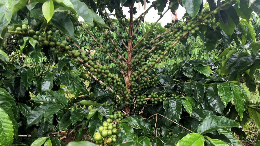 CMN libera recursos para cafezais afetados por seca e por granizo - Jose Roberto Gomes
