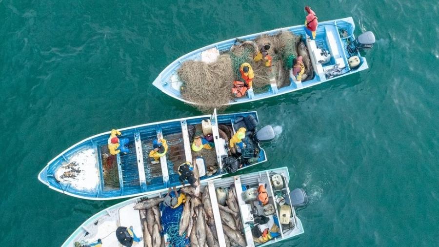 Pescadores de cidades próximas a San Felipe se beneficiaram com a extração ilegal da totoaba - Sea Shepherd