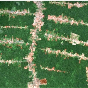 Imagem de satélite mostra processo chamado de "espinha de peixe" sobre desmatamento gerado pela abertura de rodovia - Reprodução - Reprodução