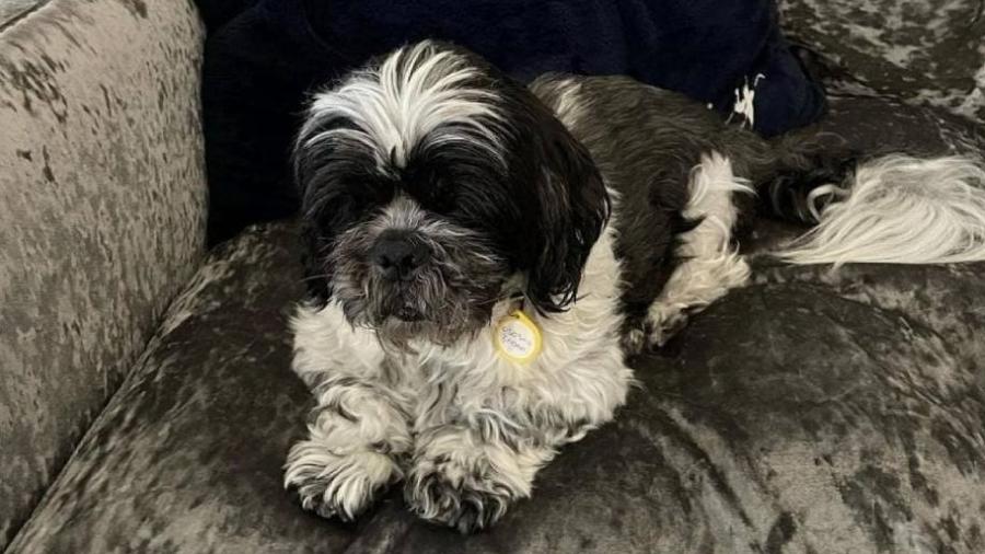 Demência canina de Billy ganhou força um mês após o cão ser adotado - Reprodução/Instagram
