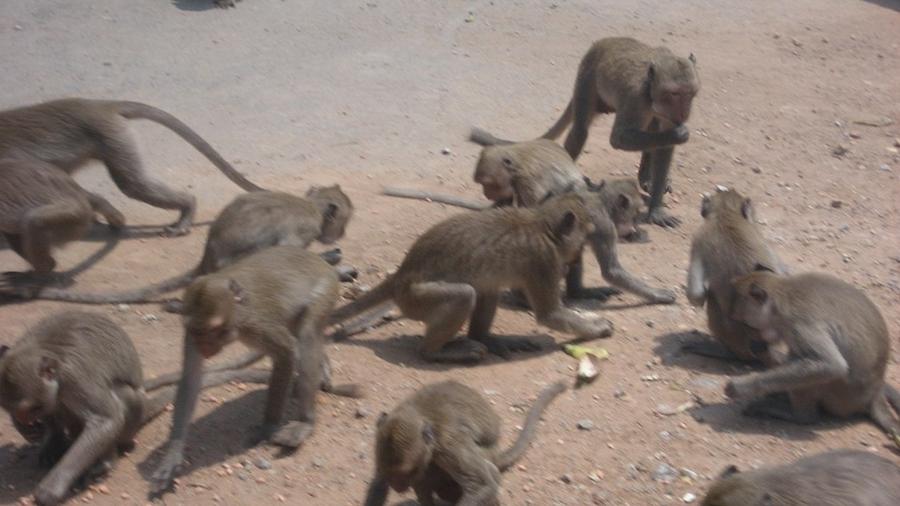 Bando de macacos surgiu no telhado da casa, arrancou o bebê dos braços do pai e o arremessou de uma altura de 9 metros - Reprodução/Wikimedia Commons/Randy Everette
