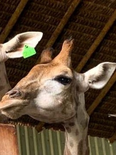 Mortes de girafas no Rio estão ligadas a 'maior caso de tráfico de