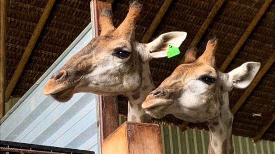 Girafas chegaram ao Brasil em novembro de 2021 após voo de 10 horas - POLÍCIA FEDERAL/DIVULGAÇÃO