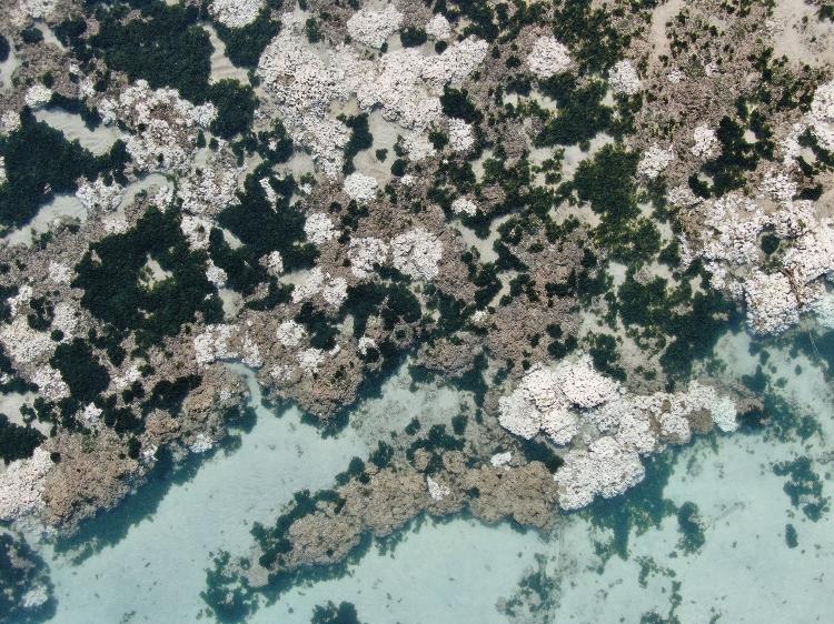 Corais estão brancos em Maceió