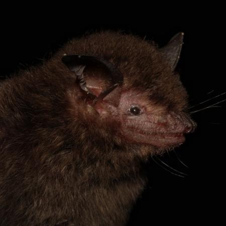 Myotis guarani é o nome científico escolhido para uma nova espécie de morcego descoberta - Divulgação/Fiocruz