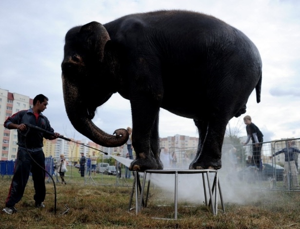 Zelador dá banho em elefante no circo Diva, em Molodechno, próximo a Minsk, em Belarus - Sergei Gapon/AFP