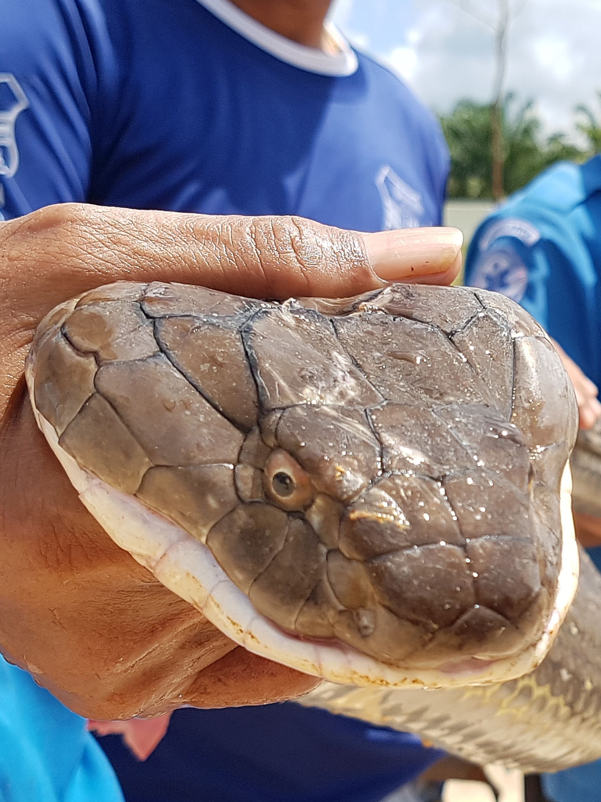 Cobras na Tailândia: tudo sobre a infestação dos animais