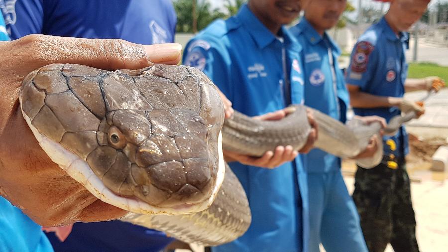Uma cobra-rei de 4 metros foi retirada de um esgoto em Krabi, no sul da Tailândia, em operação que teve uma hora de duração - Fundação Krabi Pitakpracha/AFP