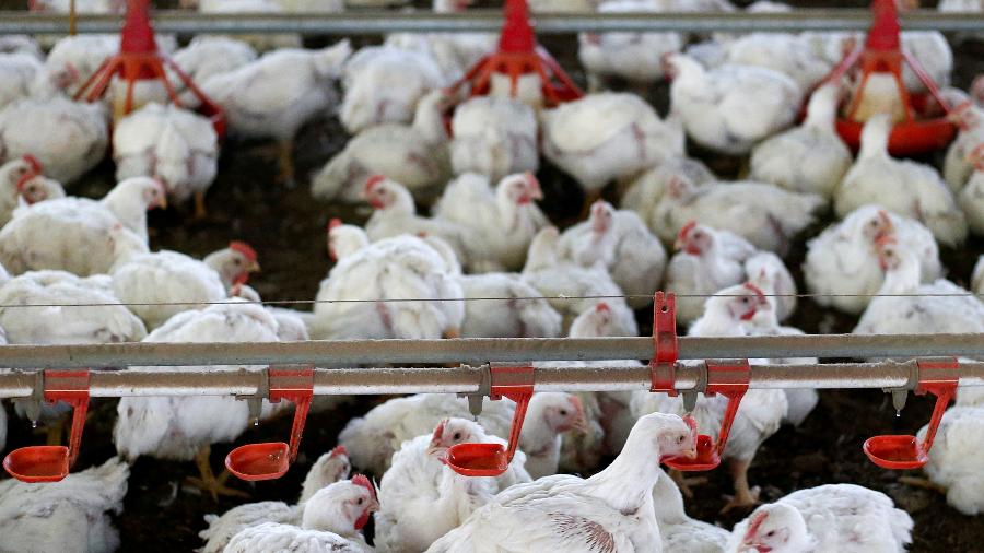 Hoje, uma amostra de frango do Brasil comprada pela China testou positivo para coronavírus - Rodolfo Buhrer/Reuters
