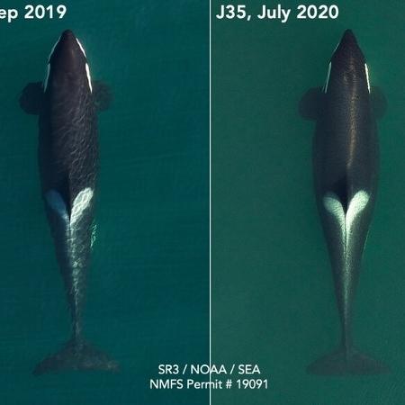 Em 2018, a orca percorreu 1.600 quilômetros carregando o corpo do bebê para que ele não afundasse - SR3
