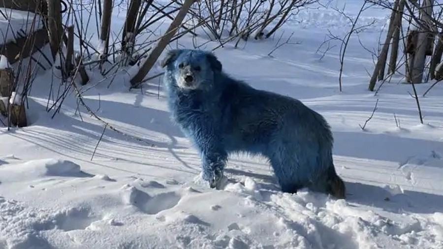 Cachorros com pelo azul foram vistos em Dzerzhinsk, a 370km da capital Moscou - Vk.com/Reprodução