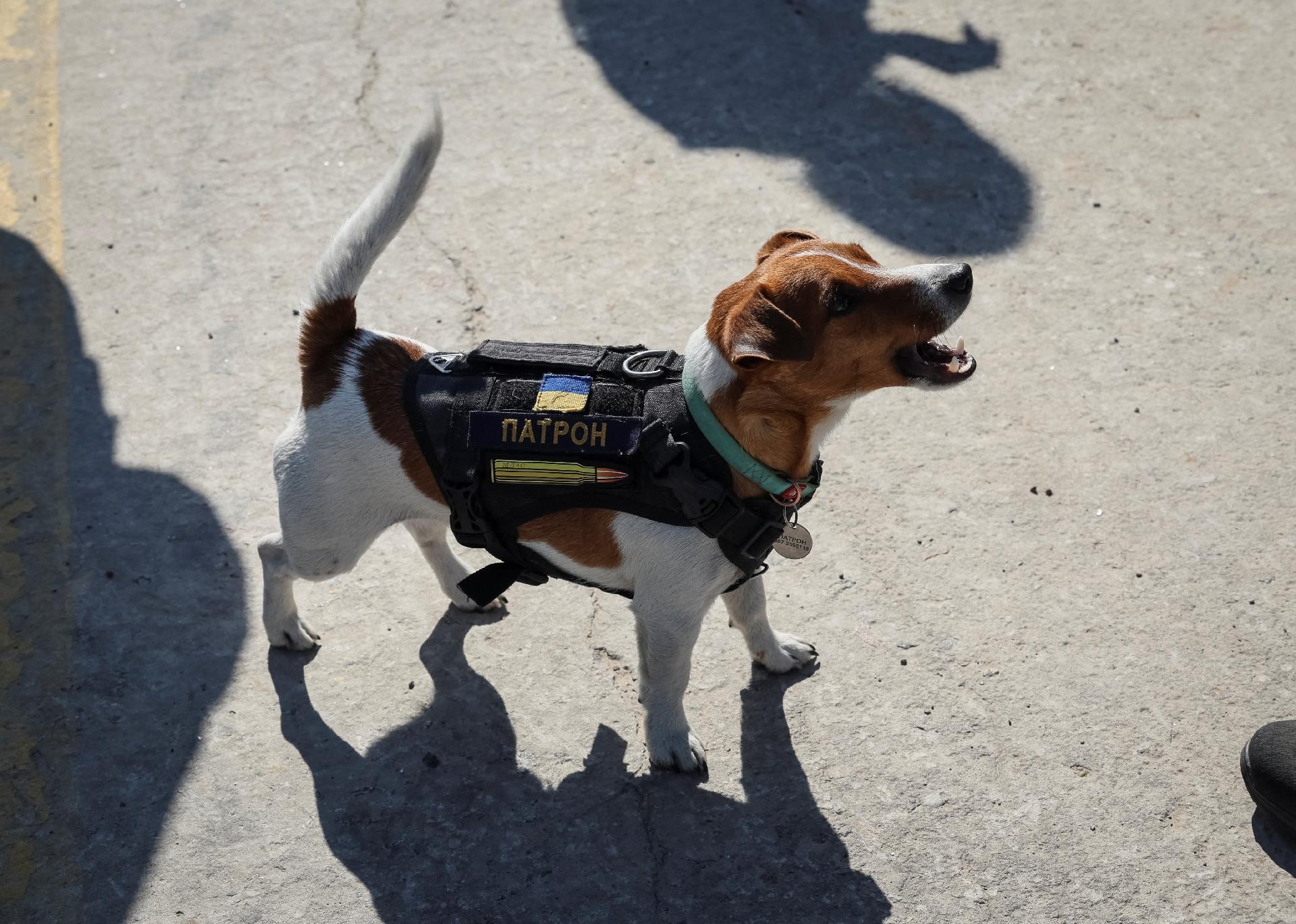 Dog Boss trained to find explosives hidden in areas attacked by Russians - Gleb Garanich/Reuters