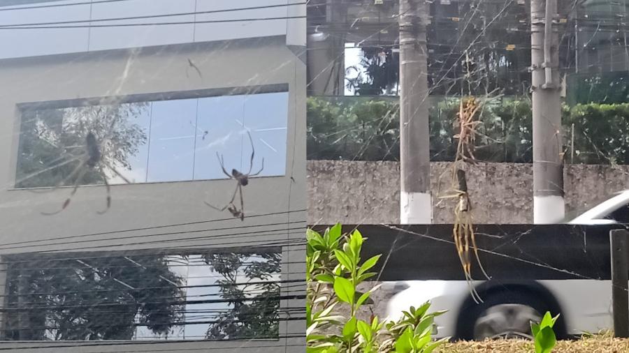 Aranhas assutaram moradores que praticam exercícios em canteiro na zona norte - Heloísa Barrense/UOL