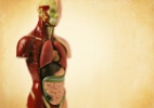 No corpo humano, onde estão as glândulas sudoríparas? - Getty Images