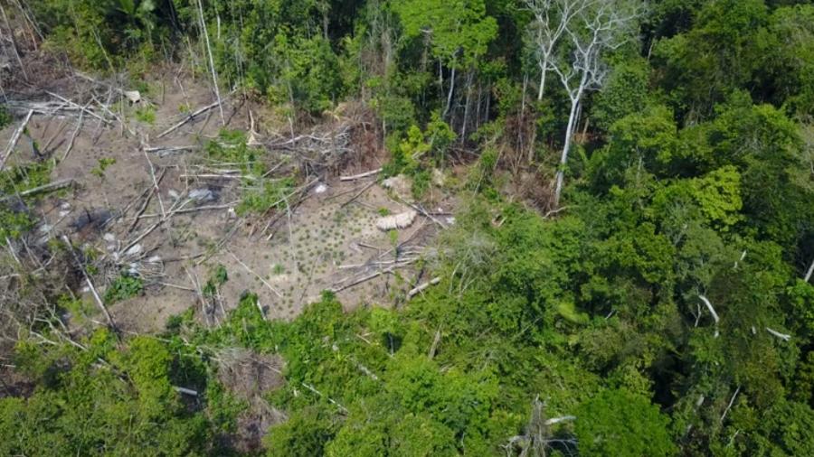 Funai registrou com drone uma comunidade indígena isolada no Vale do Javari, no estado do Amazonas - Reprodução/Funai