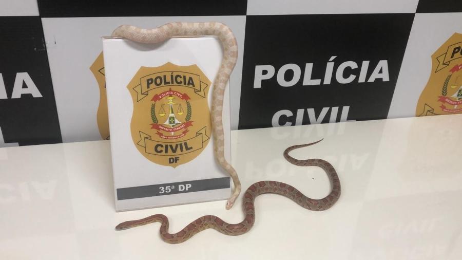 Duas cobras que estava com uma estudante foram resgatadas pela policia no DF - Divulgação/Polícia Civil do Distrito Federal